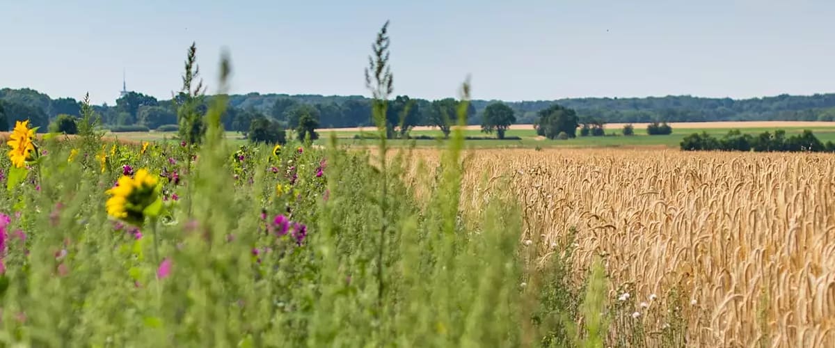Blühflache und Getreidefläche bei sonnigem Wetter