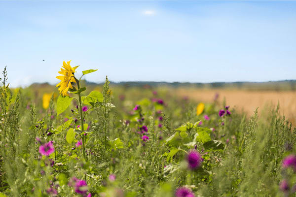 Eine Wiese mit blühenden Feldblumen im Sommer.