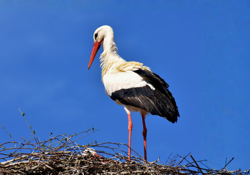 Ein Storch in seinem Nest.