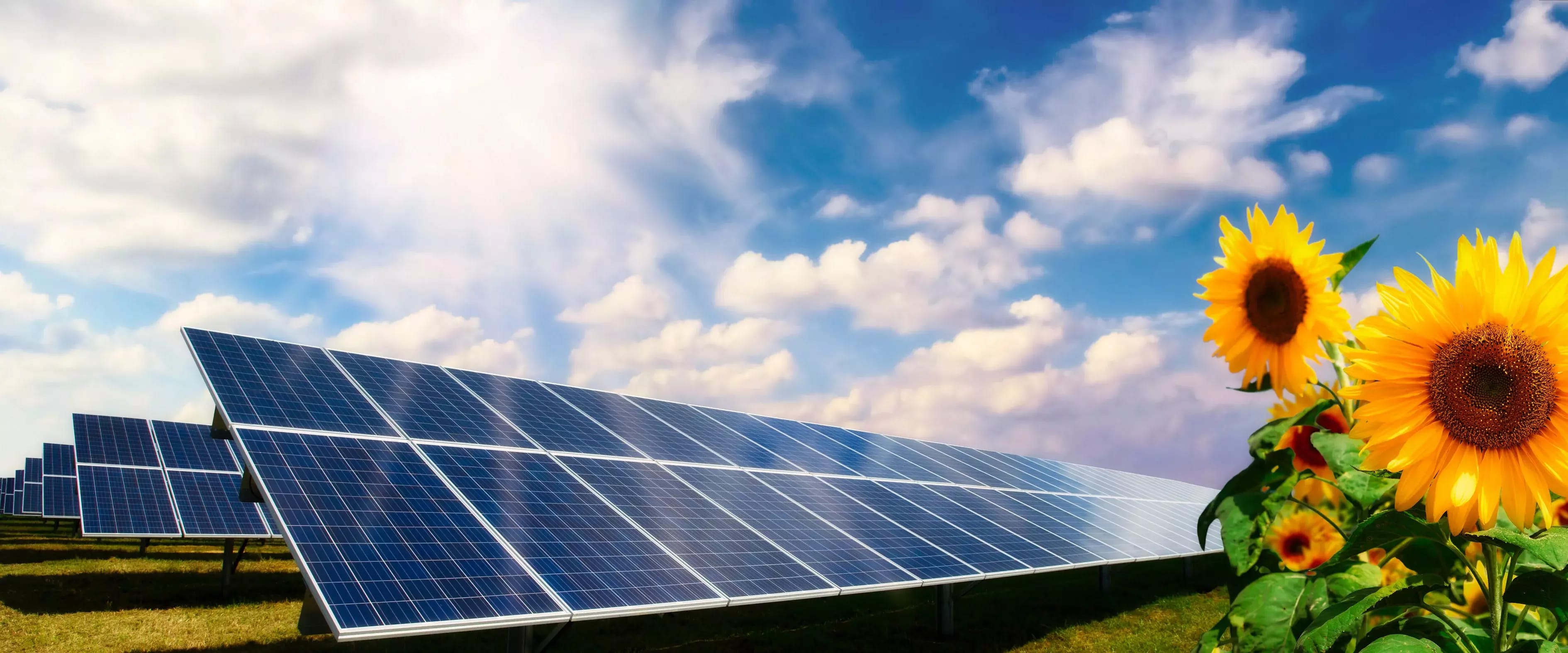 Sonnnenblumen auf einer Wiese vor Photovoltaikanlagen