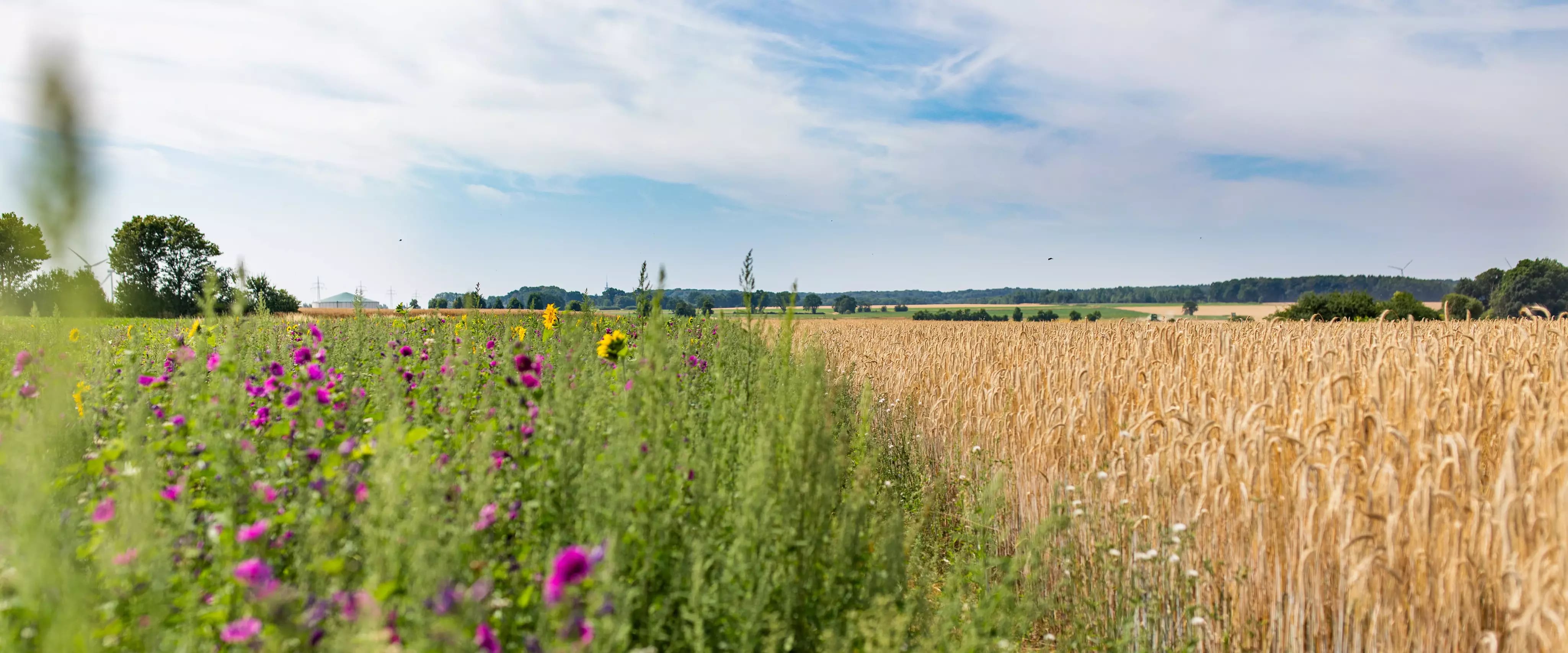 Blühflache und Getreidefläche bei sonnigem Wetter