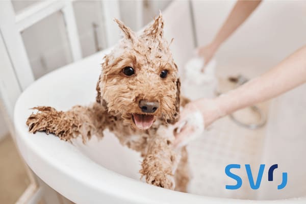 Ein Hund wird in der Badewanne gewaschen.