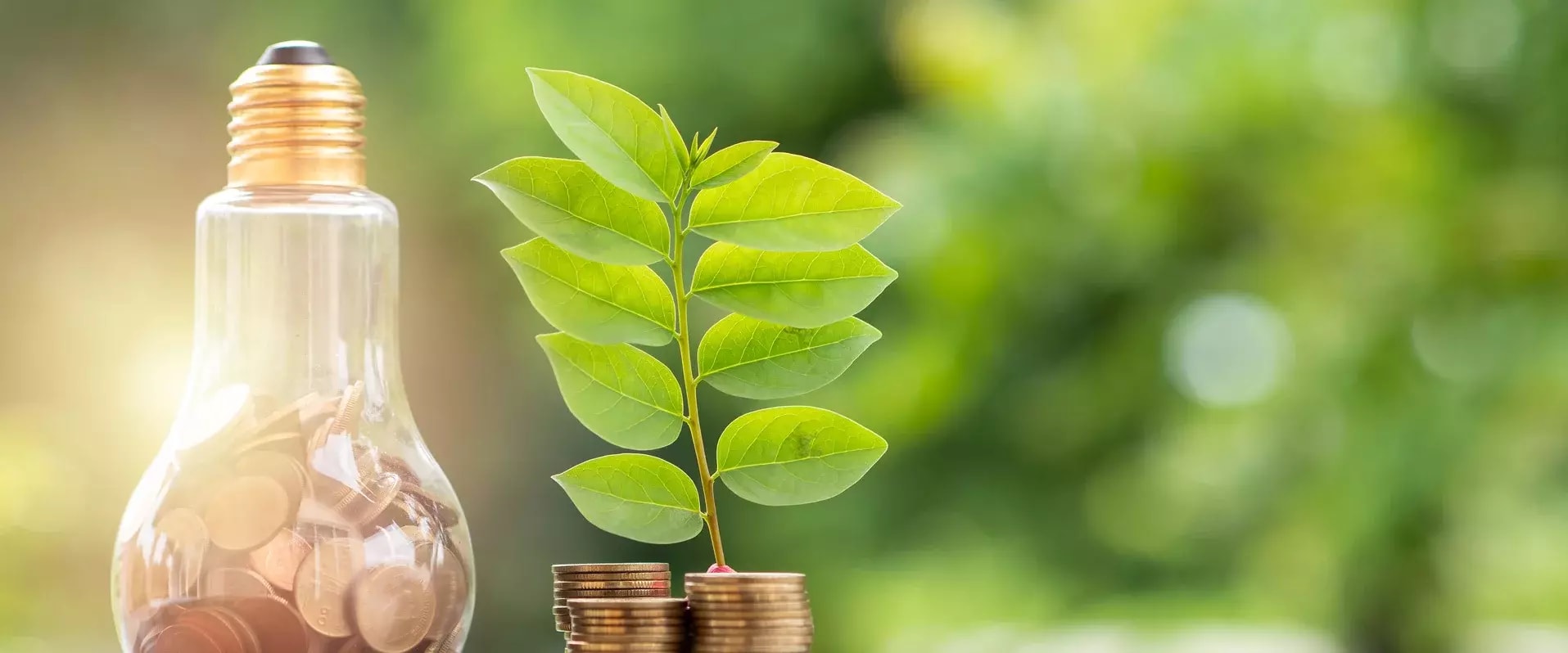 Eine Glühbirne, gefüllt mit Münzen, steht neben einem grünen Pflänzchen, das aus einem Stapel Münzen wächst – symbolisch für nachhaltige Investitionen und energieeffizientes Wirtschaften.