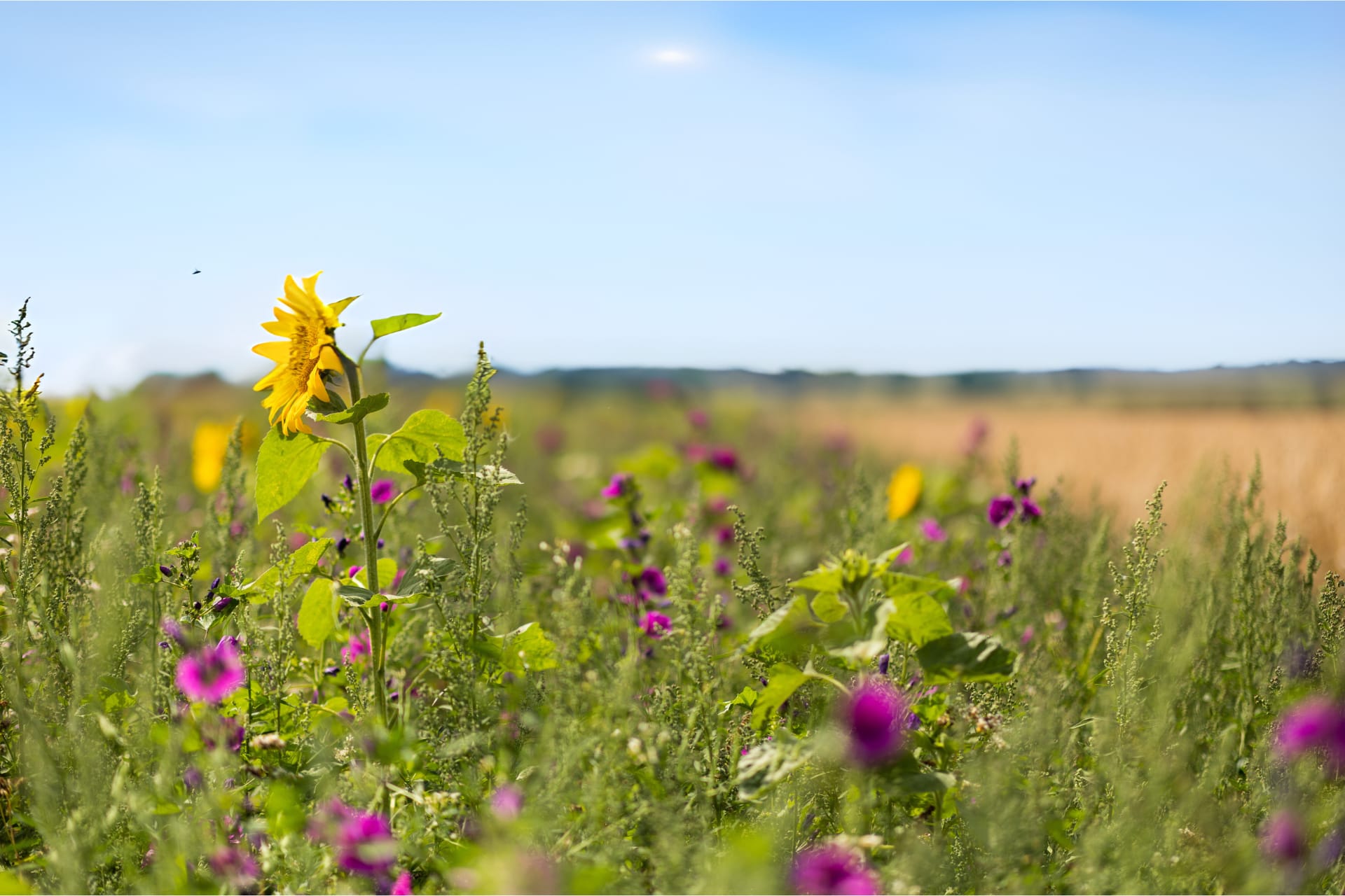 Eine blühende Landschaft mit bunten Feldblumen im Sommer.