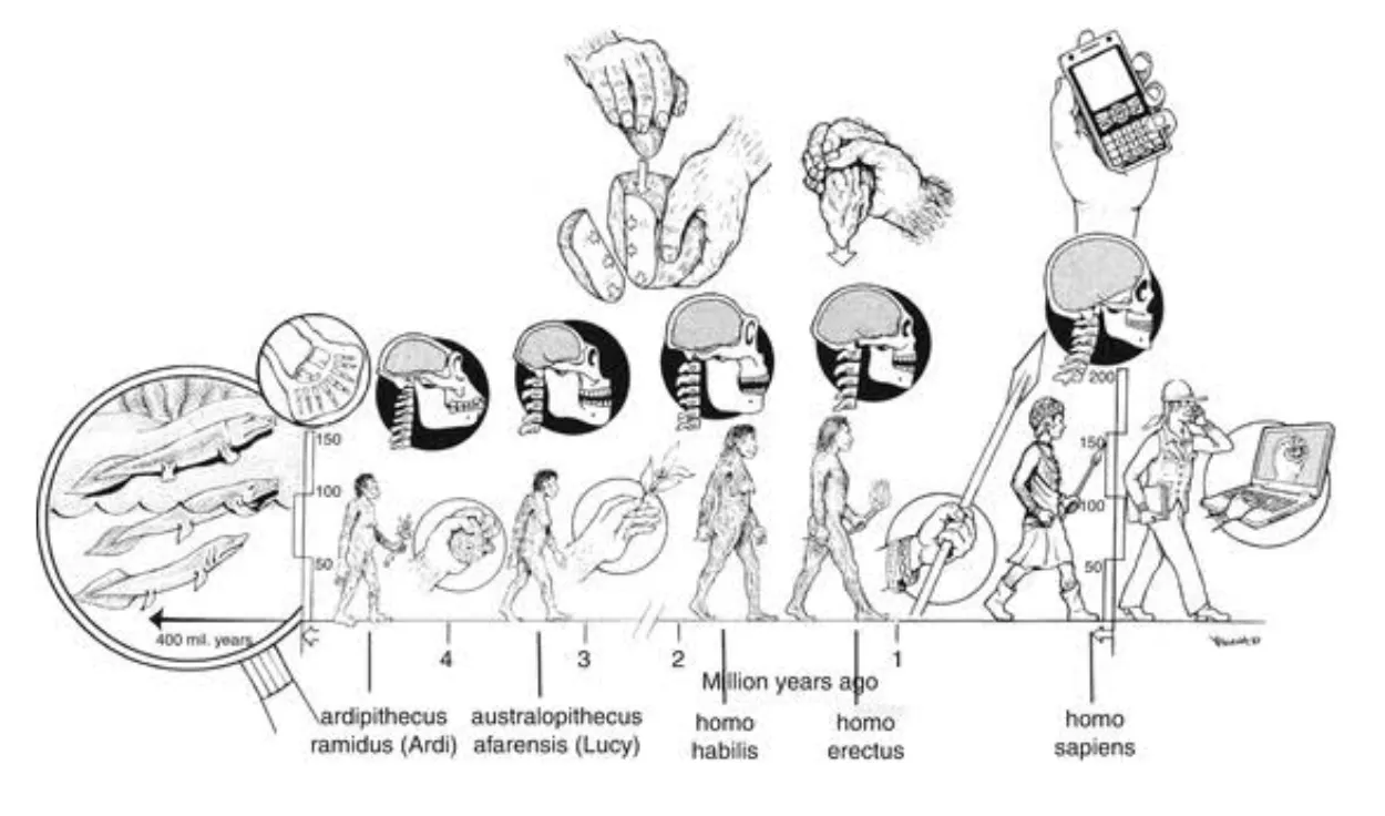 A scientific diagram illustrating the timeline of human evolution, mapping increasing cranial/brain size alongside the progressive development of manual dexterity and hand tools—from early hominids gripping raw stones to modern humans holding spears, mobile phones, and laptops.