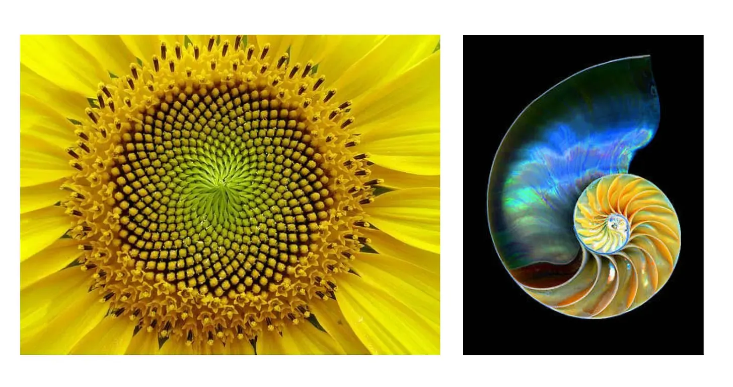 A two-panel image collage illustrating sacred geometry and Fibonacci spirals in nature: the left panel shows a close-up of a bright yellow sunflower center with interlinking seed spirals, while the right panel displays a cross-section of an iridescent nautilus shell highlighting its logarithmic golden ratio chambers against a black background.