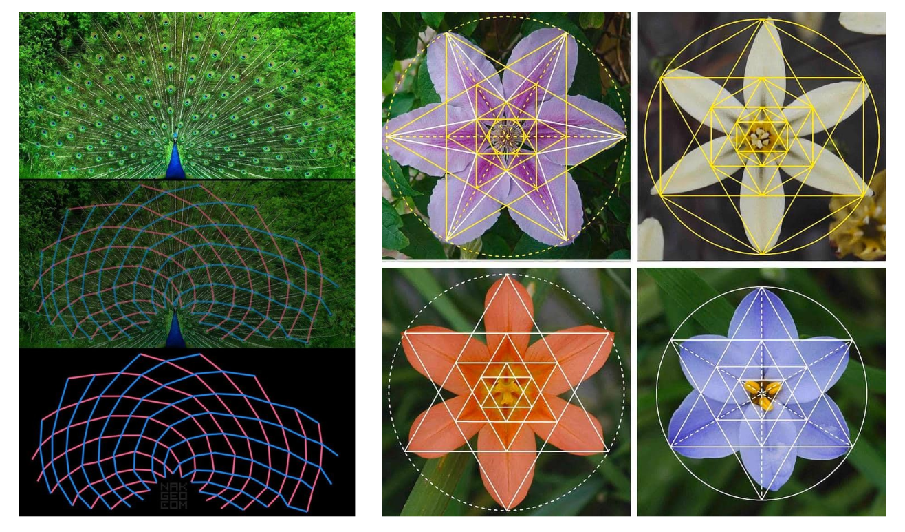 A multi-panel image illustrating sacred geometry and mathematical patterns in nature. The left panel breaks down the fan-like symmetry of a peacock's tail feathers using overlapping curved grid lines. The four right panels feature close-up shots of six-petaled flowers—purple, yellow, orange, and blue—overlaid with geometric star patterns, triangles, and bounding circles to reveal their natural symmetry.