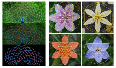 A multi-panel image illustrating sacred geometry and mathematical patterns in nature. The left panel breaks down the fan-like symmetry of a peacock's tail feathers using overlapping curved grid lines. The four right panels feature close-up shots of six-petaled flowers—purple, yellow, orange, and blue—overlaid with geometric star patterns, triangles, and bounding circles to reveal their natural symmetry.