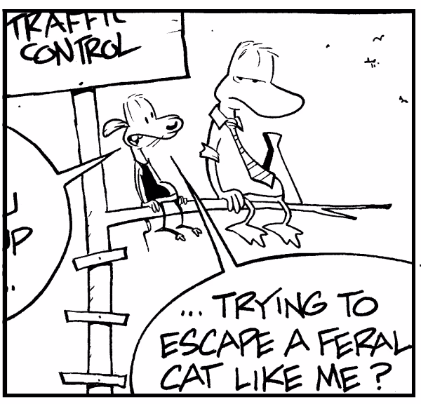 Escape a Feral Cat