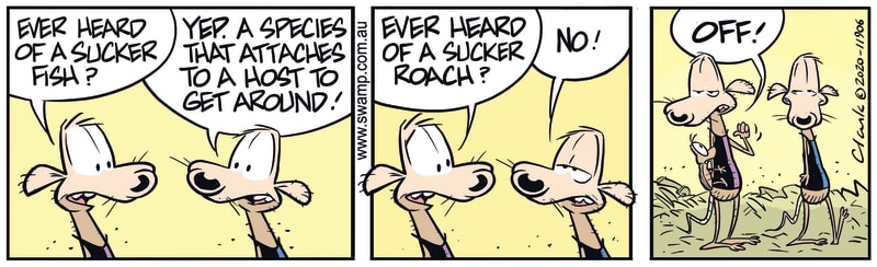 Chives Rat Sucker Roach