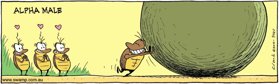 Alpha Male Dung Beetle