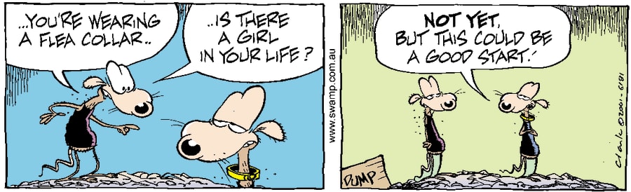 wearing a flea collar