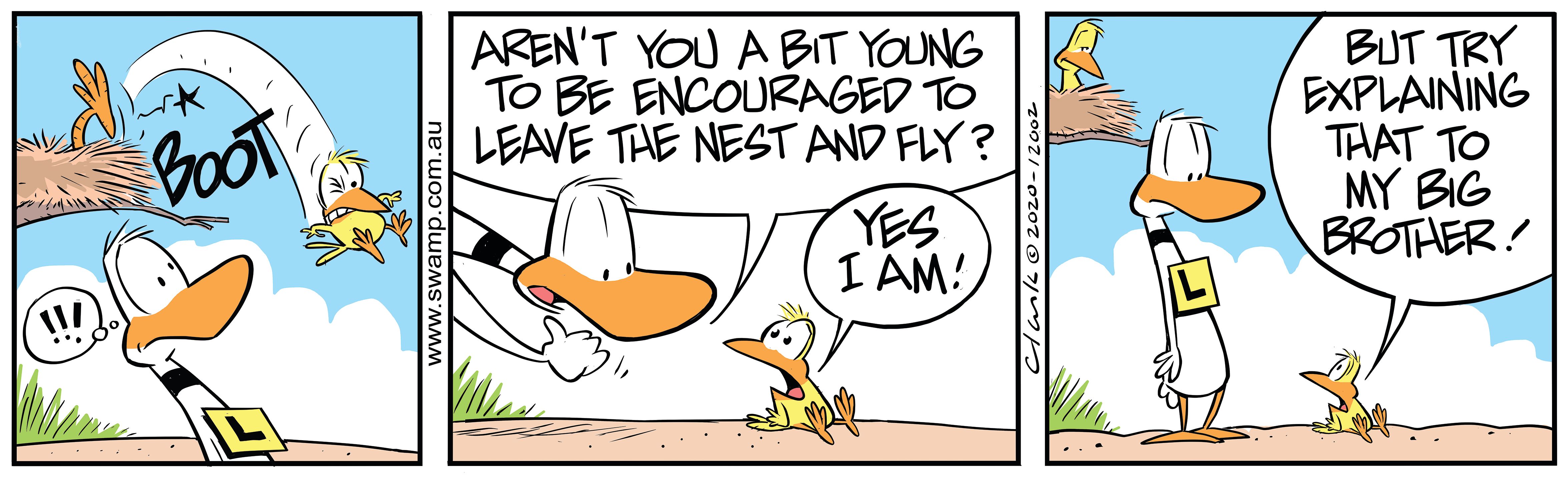 Bit Young to Leave Nest - Swamp Cartoons Bit Young to Leave Nest - Swamp Cartoons