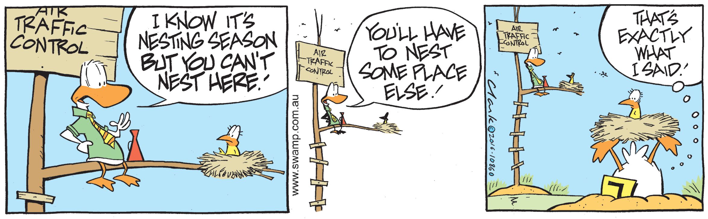 building a nest