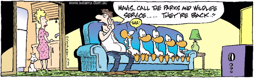 Aviator Ducks are on their annual migration and stop at a familiar house to watch TV. Swamp Cartoon - Aviator Ducks MigrationMay 28, 2001