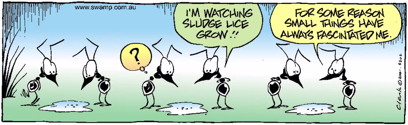 Swamp Cartoon - Small MindAugust 3, 2001