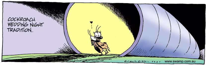 Love among cockroaches is grand. On honeymoon night male cockroach is carrying his bride across threshold. Swamp Cartoon - Cockroach Love ComicNovember 9, 2001
