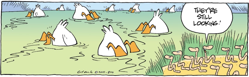 The hungry Swamp Ducks are scouring beneath the water surface looking for worms. Swamp Cartoon - Worms Outwitted DucksSeptember 6, 2007