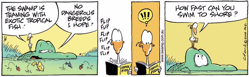 Swamp Cartoon - Exotic Fun 1November 11, 2008