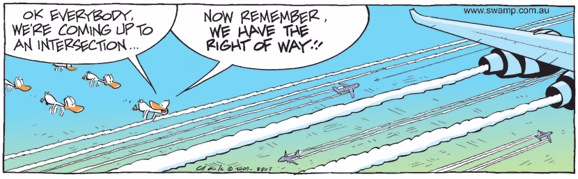 Swamp Cartoon - Heavy TrafficNovember 24, 2009