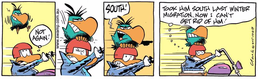 Swamp Cartoon - Bludgerigar Migration ComicJuly 8, 2015