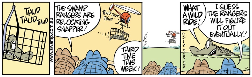 Snapper Croc was caught in a trap by Rangers and air lifted out of the swamp....again. Swamp Cartoon - Snapper Croc Caught by RangersFebruary 22, 2020