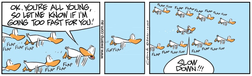 Flight leader is leading a formation of young ducks and is concerned he maybe too fast for them. Swamp Cartoon - Aviator Ducks Slow DownJune 26, 2020