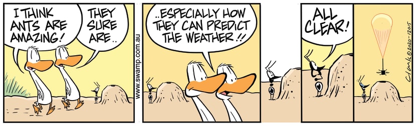 Swamp Ducks find ants are amazing creatures on how they can predict weather. Swamp Cartoon - Ants are Amazing CreaturesJuly 3, 2020