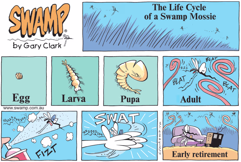 Life cycle of swamp mossie gets to be tumultuous in adult life until he takes early retirement. Swamp Cartoon - Life Cycle of Swamp MossieSeptember 4, 2022