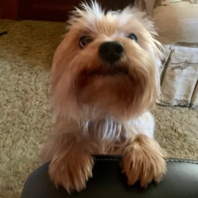 Massdog