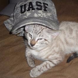 OneSirMeow ⚡