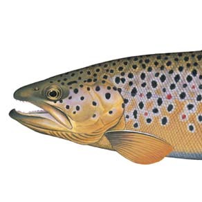 ScaryTrout