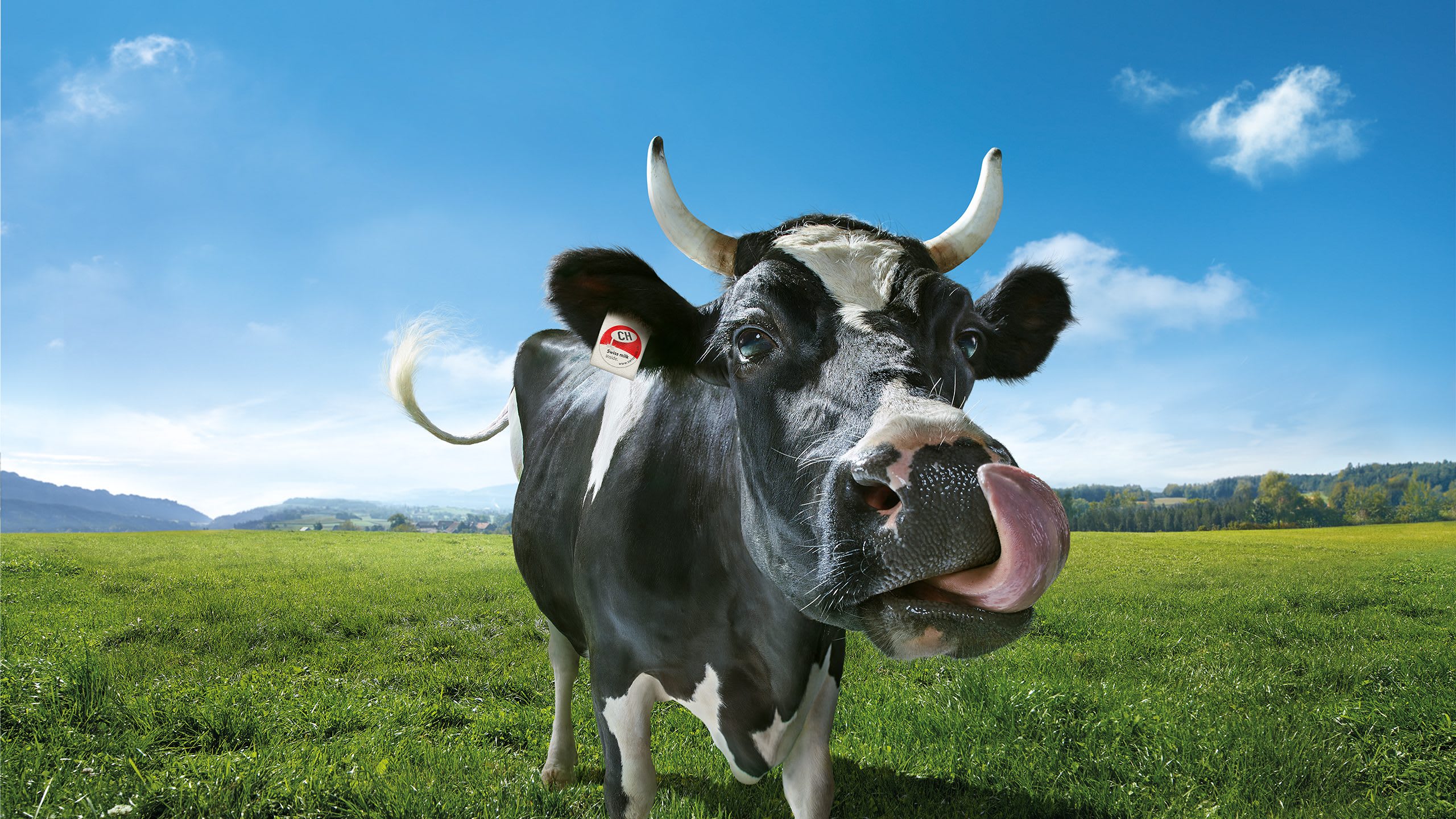 Téléchargement gratuit Images L Histoire De Lovely Swissmilk dernière salutations