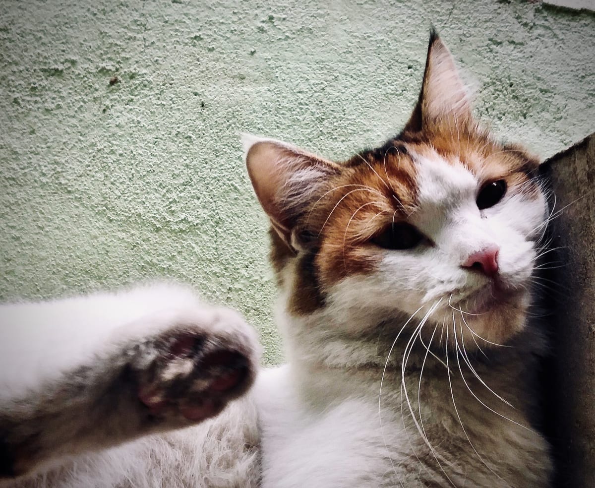 Meow paw