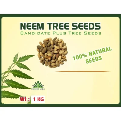 Neem Tree Seeds (Vembu / Vepa Mara Seeds) 1 Kg | For Agroforestry & Commercial Plantation โ Pioneer Agro