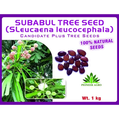 Subabul Tree Seeds (Leucaena leucocephala) 1 Kg Pack | For Cattle Fodder, Biomass & Agroforestry โ Pioneer Agro