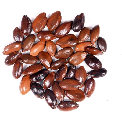 Mimusops Elengi Tree Seed - Mahizha maram vithaigal - 100gm