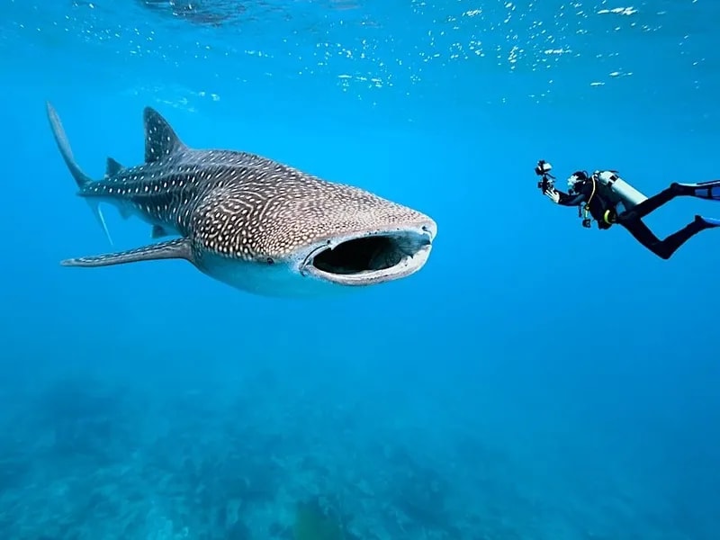 Beneath the Waters of Koh Chang — Marine Life You May Encounter