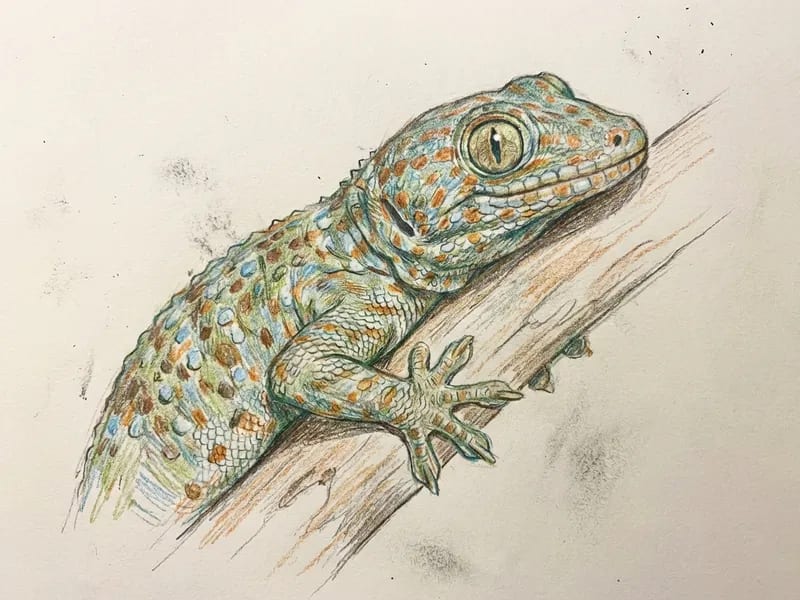 Tokay Gecko