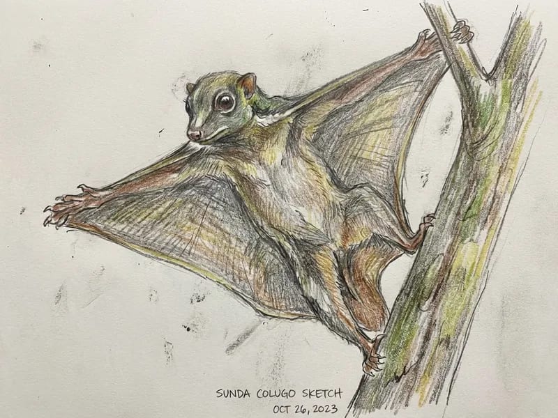 Flying Lemur