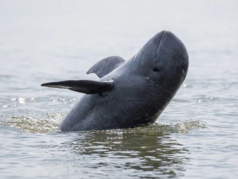 Irrawaddy Dolphin