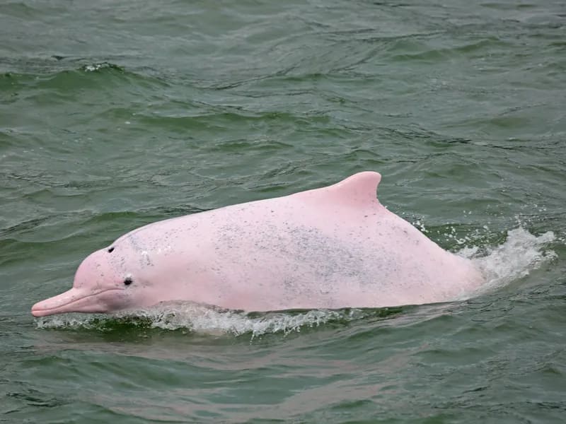 Indo-Pacific Humpback Dolphin