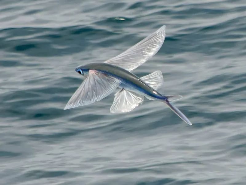 Flying Fish