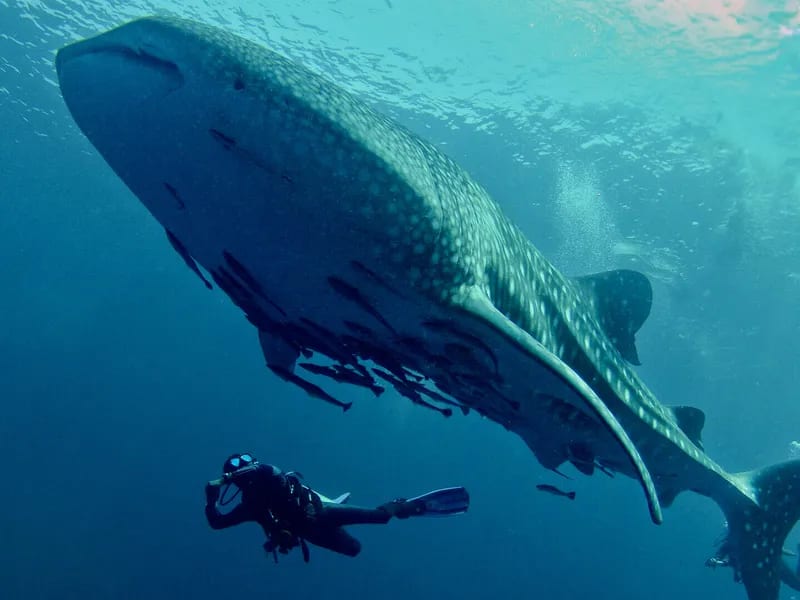Whale Shark
