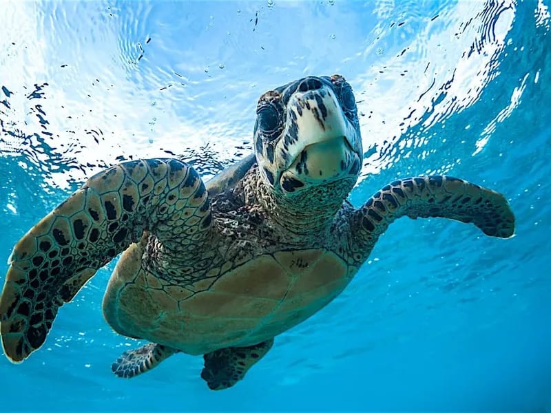Hawksbill Turtle