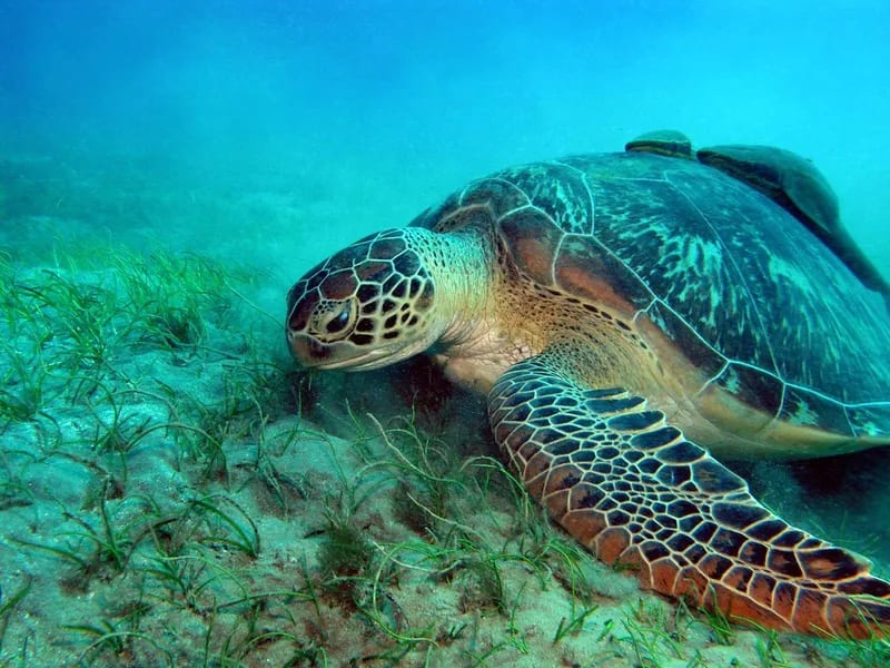 Green Turtle