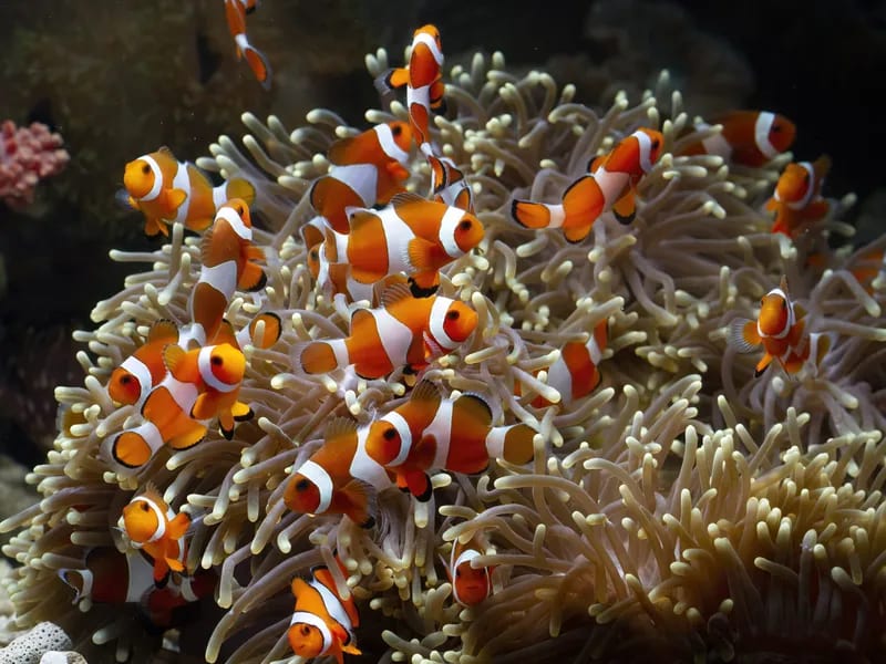 Clownfish