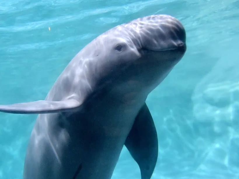 Indo-Pacific Humpback Dolphin