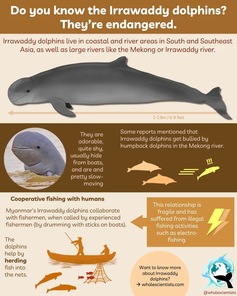 Irrawaddy Dolphin