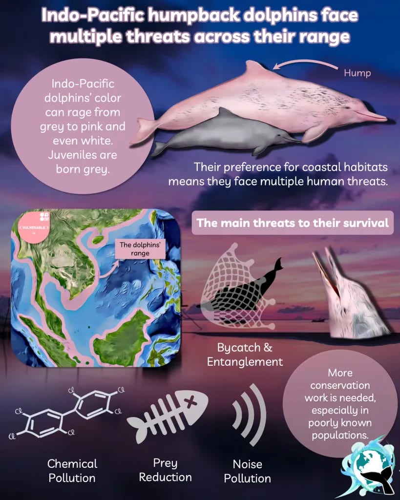 Indo-Pacific Humpback Dolphin